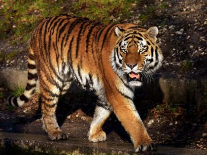 Chandrapur: Two more people Dies By tiger attack, 11 people killed in month | Chandrapur Tiger Attack: वाघाच्या हल्ल्यात आणखी दोन जण ठार, एका महिन्यात ११ जणांचा मृत्यू; ग्रामस्थांमध्ये घबराट