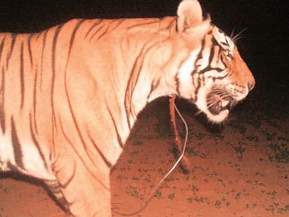 tiger with a hunter's snare around its neck in the forest | बापरे! गळ्यात शिकारीचा फास अडकलेला वाघ जंगलात; वन विभागाची धाकधूक वाढली