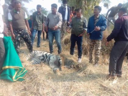 Chandrapur Tiger dead in field in Sawli taluka Seven tigers died in one and a half months | चंद्रपूर : सावली तालुक्यात शेतात वाघ मृतावस्थेत; दीड महिन्यात सात वाघांचा मृत्यू, वनविभागात खळबळ