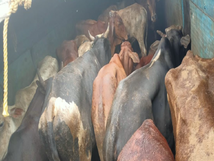 Illegal transportation of animals in trucks; 25 animals rescued, two arrested | ट्रकमध्ये कोंबून जनावरांची अवैध वाहतूक; २५ जनावरांची सुटका, दोघांना अटक