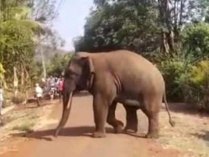 The lives of chandgad farmers are in danger due to the movement of elephants. | Kolhapur: हत्तींच्या वावरामुळे चंदगडच्या शेतकऱ्यांच्या जिवाला घोर The lives of chandgad farmers are in danger due to the movement of elephants. | Kolhapur: हत्तींच्या वावरामुळे चंदगडच्या शेतकऱ्यांच्या जिवाला घोर