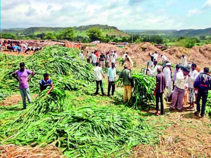 food camps deadline in the state still end of August | राज्यातील चारा छावण्यांना ऑगस्ट अखेरपर्यंत मुदतवाढ