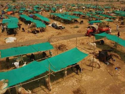 Start fodder camps in Ambegaon, Junnar taluks; Cooperative Minister's order to District Magistrates | आंबेगाव, जुन्नर तालुक्यांत चारा छावण्या सुरू करा; सहकारमंत्र्यांचे जिल्हाधिकाऱ्यांना आदेश