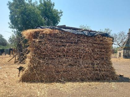 Fodder shortage in Jat taluk of Sangli; farmers have to work hard for livestock | सांगलीतील जत तालुक्यात चारा टंचाई; दर भिडला गगनाला, शेतकऱ्यांना पशुधनासाठी कसरत करावी लागणार