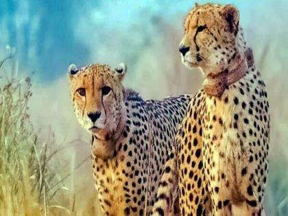 Six cheetahs passed away in the last two months what next kuno national park madhya pradesh | गेल्या दोन महिन्यांत सहा चित्ते गेले, पुढे काय ? 