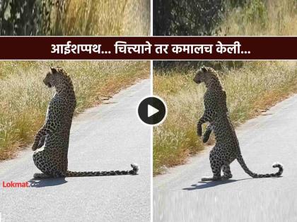Video Oh my god While the tourist was in front of him the cheetah suddenly stood on two legs like a human trending | Video: बापरे!! पर्यटक समोर असताना चित्ता अचानक माणसांसारखा दोन पायांवर उभा राहिला अन्... Video Oh my god While the tourist was in front of him the cheetah suddenly stood on two legs like a human trending | Video: बापरे!! पर्यटक समोर असताना चित्ता अचानक माणसांसारखा दोन पायांवर उभा राहिला अन्...