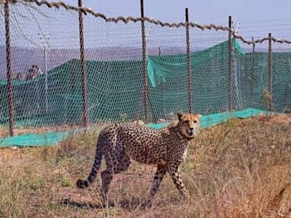 Cheetah Kuno Nation Park, Another female cheetah dies in Kuno National Park; This year the reason is different, know... | कुनो नॅशनल पार्कमध्ये आणखी एका मादी चित्त्याचा मृत्यू; जाणून घ्या कारण...