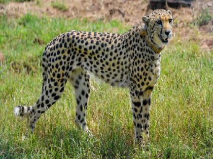 Death of 'Shaurya' in Kuno National Park; So far 10 cheetahs have died | कुनो राष्ट्रीय उद्यानातील ‘शौर्य’चा मृत्यू; आतापर्यंत 10 चित्ते मरण पावले