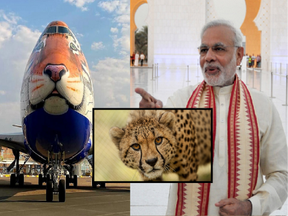 Project Cheetah: India will get cheetahs on PM Modi's birthday, special plane arrives in Namibia | Project Cheetah: PM मोदींच्या वाढदिवशी भारताला मिळणार चित्ते, विशेष विमान नामिबीयात दाखल