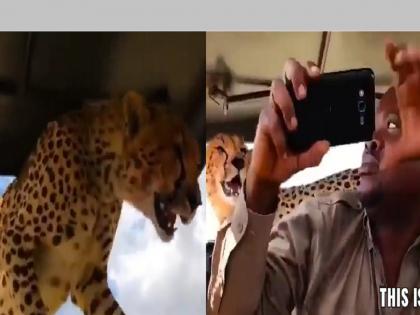 Selfie with Cheetah: cheetah entered the car, some were scared; This man took a selfie, watch the video... | अचानक कारमध्ये शिरला चित्ता, काहीजण घाबरले; या पठ्ठ्याने चक्क सेल्फी घेतली, पहा Video...