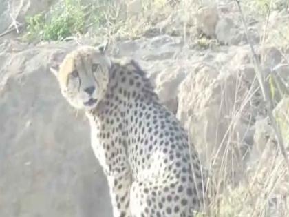 Cheetah, Kuno National Park; cheetah brought from Namibia escaped; An atmosphere of fear among the villagers, officials said, dont be afraid | नामिबियातून आणलेला चित्ता पळाला; गावकऱ्यांमध्ये भीतीचे वातावरण, अधिकारी म्हणाले...