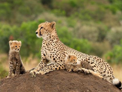 A new batch of cheetahs will arrive soon; It will be kept in sanctuaries of Madhya Pradesh and Rajasthan | लवकरच चित्त्यांची नवी खेप येणार; मध्य प्रदेश अन् राजस्थानच्या अभयारण्यात ठेवले जाणार