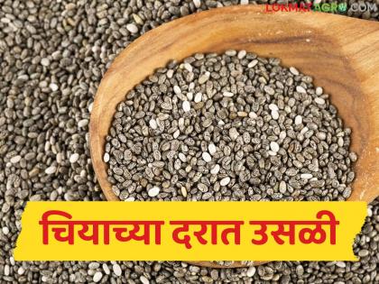 latest news Chia Seed Market: Should turmeric be sold or stopped? The rise of chia has changed the math | Chia Seed Market : हळद विकावी की थांबावी? चियाच्या तेजीने बदलली गणितं latest news Chia Seed Market: Should turmeric be sold or stopped? The rise of chia has changed the math | Chia Seed Market : हळद विकावी की थांबावी? चियाच्या तेजीने बदलली गणितं