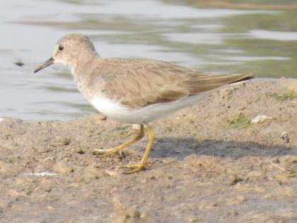 Temminck's Stint and White-Tailed Lapwing were found for the first time in Akela district | अकाेला जिल्ह्यात प्रथमच आढळला पाणलावा व पांढऱ्या शेपटीची टिटवी