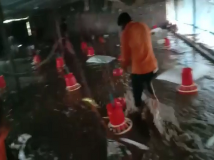 Video: Cloudburst-like rain, what should the farmer do now; As the water entered the shed, 4 thousand chickens were washed away | Video: शेतकऱ्याने आता काय करावे? पुराच्या पाण्यात डोळ्यादेखत ४ हजार कोंबड्या वाहून गेल्या