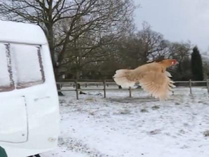 chicken flying in the air video goes viral on social media | कोंबडी पळाली भुर्कन उडाली! कोंबडी चक्क उडतेय हवेत उचं, विश्वास बसत नसेल तर पाहा Video