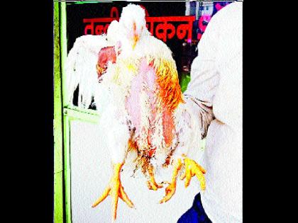 Four feet of chicken, four feet of anxiety | कोंबडीला चक्क चार पाय, उत्सुकतेपोटी नागरिकांची उसळली गर्दी