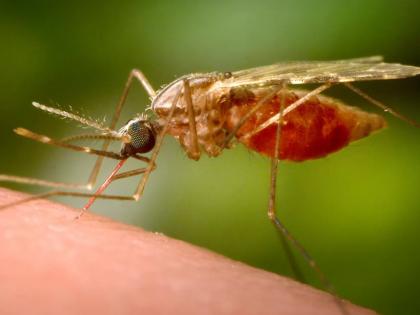 Chikungunya wreaks havoc in 'these' 16 countries, 7000 patients in China; Alert issued in America too | 'या' १६ देशांमध्ये चिकनगुनियाचा कहर, चीनमध्ये ७००० रुग्ण; अमेरिकेतही अलर्ट जारी Chikungunya wreaks havoc in 'these' 16 countries, 7000 patients in China; Alert issued in America too | 'या' १६ देशांमध्ये चिकनगुनियाचा कहर, चीनमध्ये ७००० रुग्ण; अमेरिकेतही अलर्ट जारी
