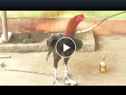 chicken drinking alcohol in bhandara, video goes viral | Video : काय सांगता! भंडाऱ्यात अट्टल दारुडा काेंबडा, दरराेज हवा ४५ मिलीचा पेग