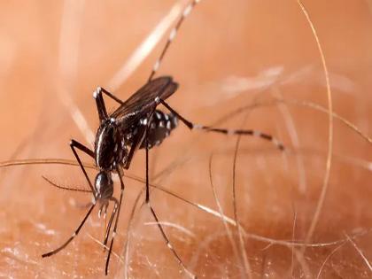 Chikungunya causes brain swelling in children; A call for caution | चिकुनगुनियामुळे मुलांमध्ये मेंदूच्या आवरणाला येतेय सूज; खबरदारी घेण्याचे आवाहन