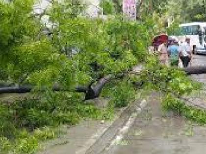 Four students injured after tree falls on them in Chikhali Satara | चिखली येथे अंगावर झाड पडून चार विद्यार्थी जखमी, उपचारासाठी सातारा जिल्हा शासकीय रुग्णालयात दाखल Four students injured after tree falls on them in Chikhali Satara | चिखली येथे अंगावर झाड पडून चार विद्यार्थी जखमी, उपचारासाठी सातारा जिल्हा शासकीय रुग्णालयात दाखल