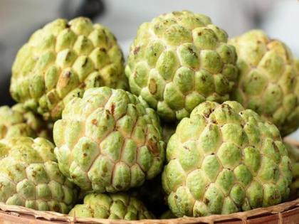 Custard Apple of Chikhali taluka in the market of Jaipur, Indore | चिखली तालुक्यातील सीताफळ जयपूर, इंदुरच्या बाजारात 