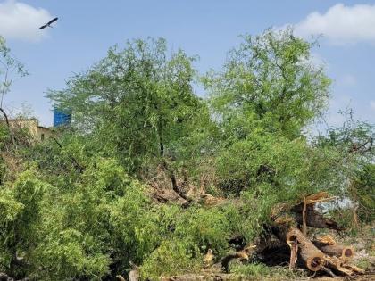 आपला हरवलेला आसरा शोधताना एकाकी चित्रबलाक