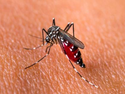 Good news: vaccine against chikungunya has arrived | गूड न्यूज : छळणाऱ्या चिकनगुनियावर आली लस 