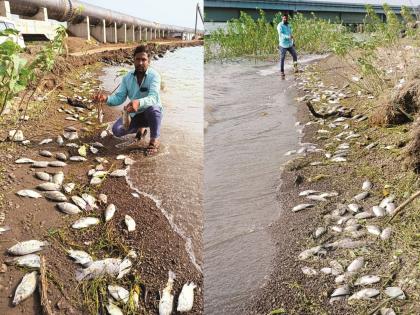 Dead fish littered the banks of Jayakwadi dam; Reason unclear, environmentalists concerned | जायकवाडी धरणाच्या तीरावर पडला मृत माशांचा खच; कारण अस्पष्ट, पर्यावरणप्रेमींमधून चिंता Dead fish littered the banks of Jayakwadi dam; Reason unclear, environmentalists concerned | जायकवाडी धरणाच्या तीरावर पडला मृत माशांचा खच; कारण अस्पष्ट, पर्यावरणप्रेमींमधून चिंता