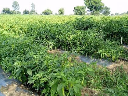 Record of chillies in half an acre | अर्धा एकरात मिरचीचे विक्रमी उत्पादन