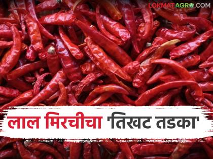 latest news Mirchi Market: Arrivals in Guntur market decrease; Will the prices of red chillies increase further? Read in detail | Mirchi Market : गुंटूर बाजारात आवक घटली; लाल मिरचीचे दर आणखी वधारणार का? वाचा सविस्तर latest news Mirchi Market: Arrivals in Guntur market decrease; Will the prices of red chillies increase further? Read in detail | Mirchi Market : गुंटूर बाजारात आवक घटली; लाल मिरचीचे दर आणखी वधारणार का? वाचा सविस्तर