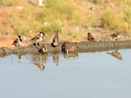 sparrows out from the city | शहरीकरणामुळे पक्ष्यांनी बदलले आपले घर, शहरातून चिमण्या होतायत हद्दपार