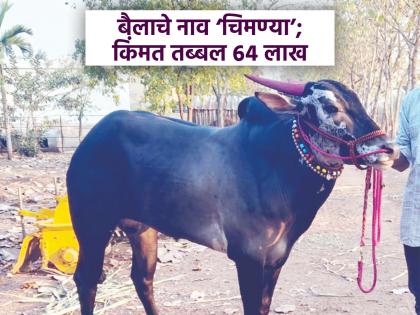 The name is 'Chimanya' but the performance is strong; Shankarpat's Hind Kesari is the winner and the price is 64 lakhs | नाव ‘चिमण्या’ पण कामगिरी दमदार; शंकरपटाचा हिंद केसरीचा मानकरी अन् किंमत ६४ लाख The name is 'Chimanya' but the performance is strong; Shankarpat's Hind Kesari is the winner and the price is 64 lakhs | नाव ‘चिमण्या’ पण कामगिरी दमदार; शंकरपटाचा हिंद केसरीचा मानकरी अन् किंमत ६४ लाख