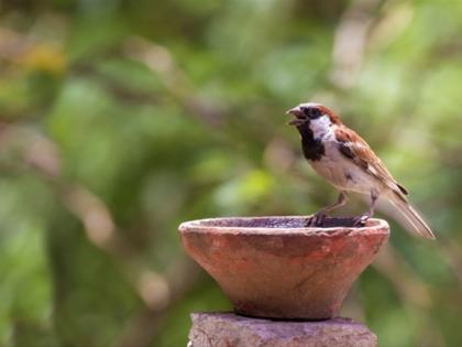 Visit the nest box for animal-breed | पशु-प्राण्यासाठी पाण्याच्या कुंड्या दाण्याचे घरटे भेट