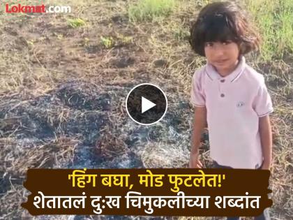 Hing Bagha, look how much damage has been done to the fields? The viral video of the little girl has shaken the administration | हिंग बघा, शेतात किती नुकसान झालंय? चिमुकलीच्या व्हायरल व्हिडिओनं प्रशासन हलले Hing Bagha, look how much damage has been done to the fields? The viral video of the little girl has shaken the administration | हिंग बघा, शेतात किती नुकसान झालंय? चिमुकलीच्या व्हायरल व्हिडिओनं प्रशासन हलले