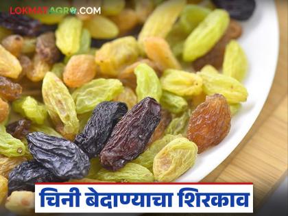 Misuse of import tax exemption; Chinese raisins are being imported under the name of Afghanistan | आयात करातील सवलतीचा गैरफायदा; अफगाणिस्तानच्या नावाखाली होतेय चीनच्या बेदाण्याची आयात Misuse of import tax exemption; Chinese raisins are being imported under the name of Afghanistan | आयात करातील सवलतीचा गैरफायदा; अफगाणिस्तानच्या नावाखाली होतेय चीनच्या बेदाण्याची आयात