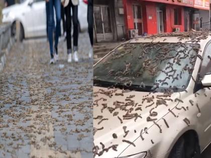 worm rain china bizarre phenomenon leaves internet stunned viral video beijing | धक्कादायक! चीनमध्ये पडतोय किड्यांचा पाऊस, नागरिक छत्री घेऊन बाहेर पडतात, नेमकं कारण काय?