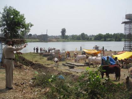 On the way back, the bullock cart journey to Chinchli was canceled | यंदा कृष्णाकाठावरुनच मायाक्का देवीच्या नावानं चांगभलं