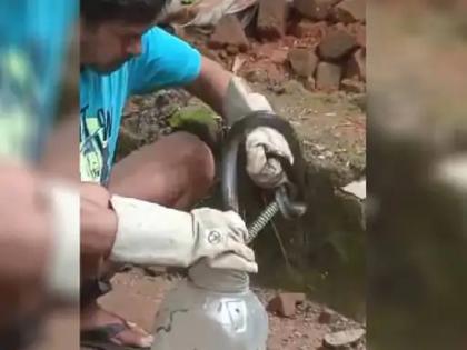 snake catcher was bitten by a poisonous cobra; fell unconscious and died during treatment | सर्पमित्राला विषारी कोब्राचा चावा; शरीरात विष उतरताच पडले बेशुद्ध, उपचारादरम्यान मृत्यू