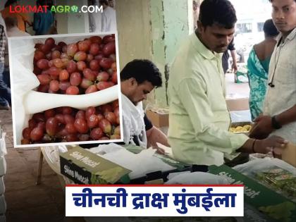 Chinese Grapes : चीनमधील द्राक्ष मुंबई मार्केटमध्ये, महाराष्ट्रातील द्राक्षांवर संक्रात, वाचा सविस्तर 