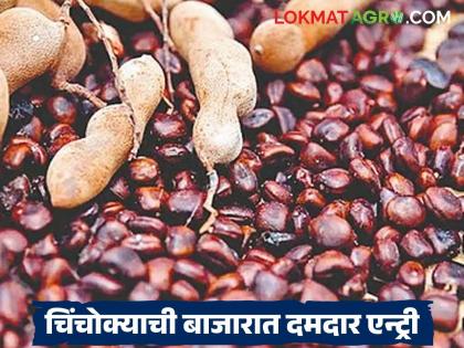 latest news Tamarind Seeds Market Price: Tamarind has made a strong entry in the market; Now it is getting the same price as wheat! | Tamarind Seeds Market Price : चिंचोक्याने बाजारात मारली दमदार एन्ट्री; आता मिळतोय गव्हाएवढा भाव! latest news Tamarind Seeds Market Price: Tamarind has made a strong entry in the market; Now it is getting the same price as wheat! | Tamarind Seeds Market Price : चिंचोक्याने बाजारात मारली दमदार एन्ट्री; आता मिळतोय गव्हाएवढा भाव!