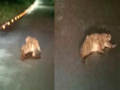 Crocodile free movement on the road in Chiplun | video चिपळुणात मगरीचा रस्त्यावर मुक्तसंचार, व्हिडिओ व्हायरल