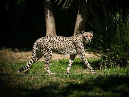 cheetah to india second phase will starts soon and two more places to include for cheetah from south africa | चित्ता प्रकल्पाचा दुसरा टप्पा लवकरच! सरकारकडून तयारीला सुरुवात; दोन नव्या ठिकाणांची सज्जता