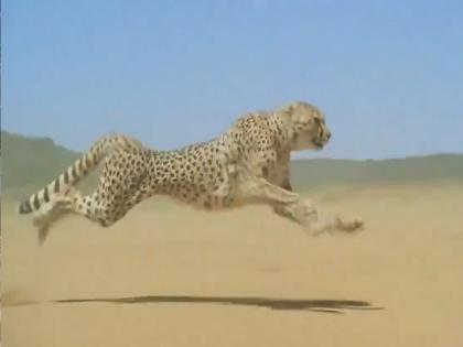 Video: Speed 112 km per hour and jump up to 22 feet, you will be mesmerized by watching slow motion video of cheetah | Video: 22 फूट उडी तर ताशी 112 किमीचा वेग, चित्त्याचा स्लो मोशन व्हिडिओ पाहून मंत्रमुग्ध व्हाल...