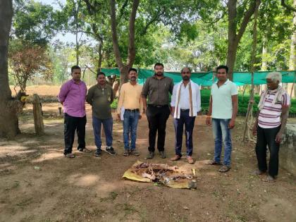 three held for killing chital in gadchiroli, 9 kg meat seized | विद्युत प्रवाहाने चितळाची शिकार, तीन आरोपींना अटक; ९ किलो मांस जप्त