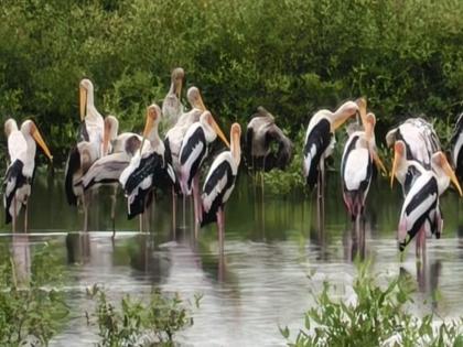 A charming colorful bird colony in Bhayander | भाईंदर मध्ये मनमोहक चित्रबलाक पक्ष्यांचा मुक्काम A charming colorful bird colony in Bhayander | भाईंदर मध्ये मनमोहक चित्रबलाक पक्ष्यांचा मुक्काम