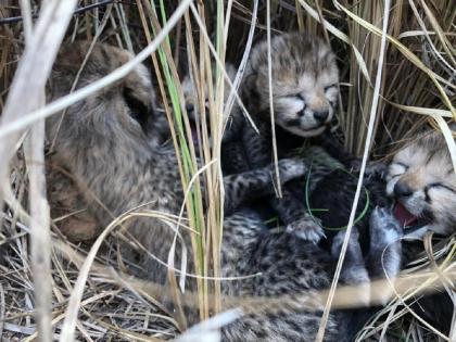 Madhya Pradesh Kuno National Park Video; Cheetah Gives Birth To 4 Cubs | गुड न्यूज! पन्नास वर्षांनंतर भारतात चित्त्याचा जन्म; PM मोदींनी शेअर केला व्हिडिओ...