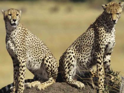 Another bad news from Kuno National Park, cheetah drowned So far 13 cheetahs have died | कुनो राष्ट्रीय उद्यानातून आणखी एक वाईट बातमी, चित्ता पाण्यात बुडाला; आतापर्यंत १३ चित्त्यांचा झाला मृत्यू