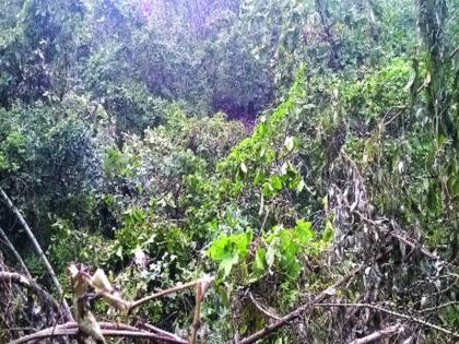 Due to the cyclonic storm, large trees in the forest collapsed | चक्रिवादळामुळे जंगलातील महाकाय वृक्ष कोसळले