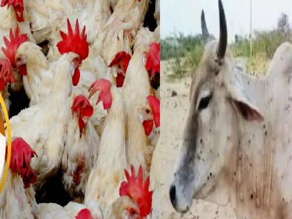 Rumors on social media of lumpy infection in hen, the animal husbandry department has revealed the truth | कोंबड्यांनाही लम्पी संसर्गाच्या समाजमाध्यमांवर अफवा, पशुसंवर्धन विभागाने केला नेमका खुलासा